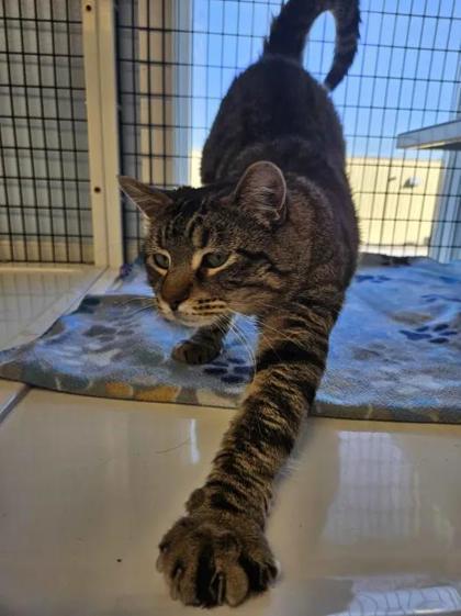 Enlarge Caesar, a Adoptable mixed breed in Mount Pleasant, IA image 2/2
