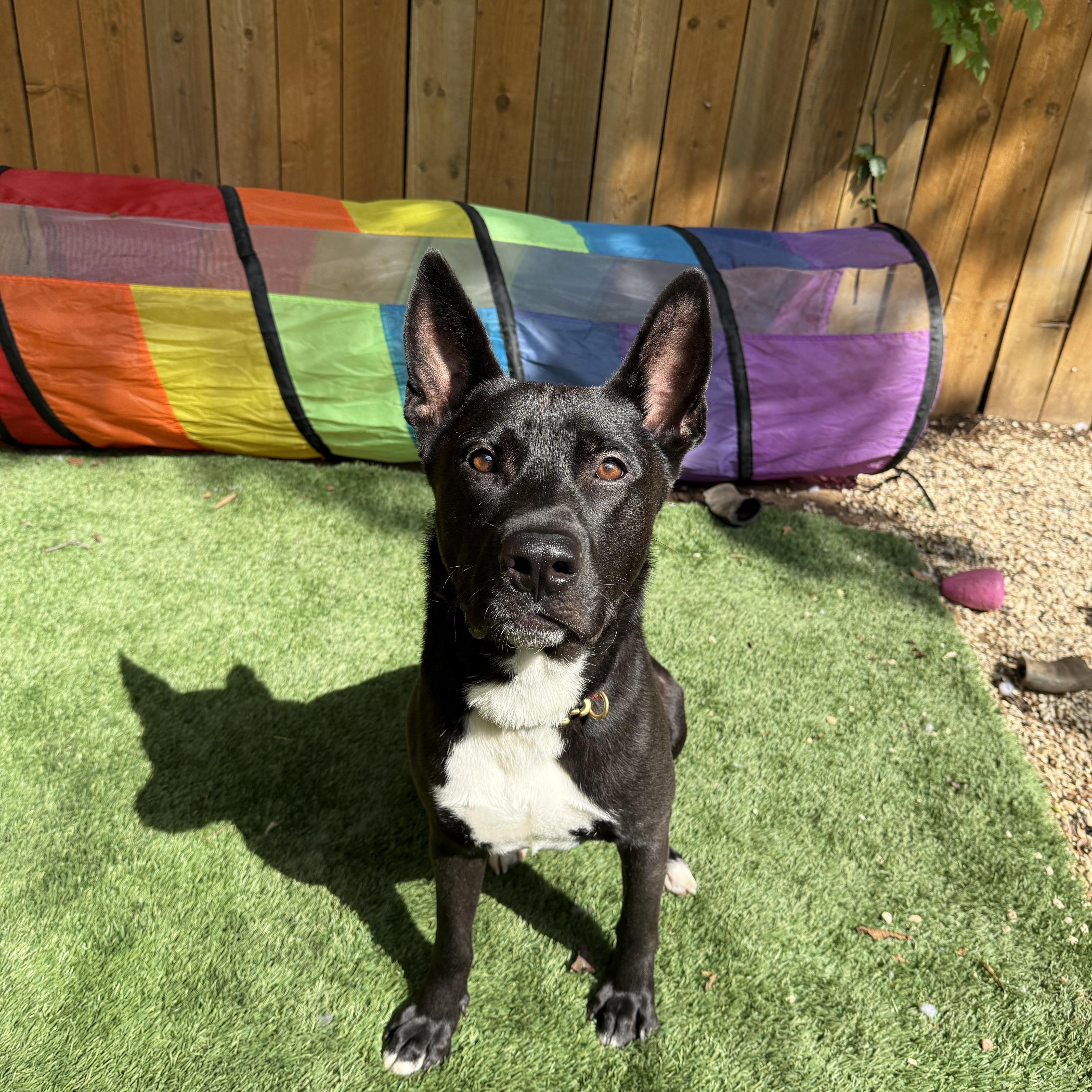 Enlarge Leo, a Adoptable mixed breed in Princeton, NJ image 1/5