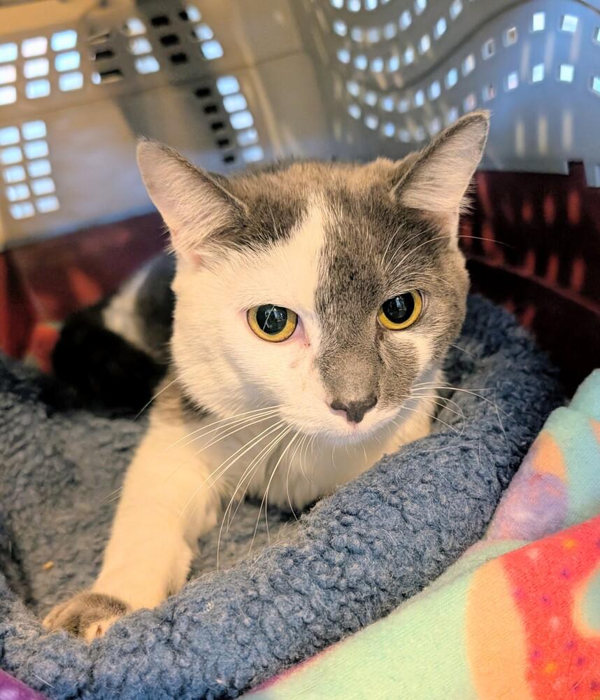Enlarge Mika, a Adoptable Domestic Short Hair in Springdale, PA image 2/6