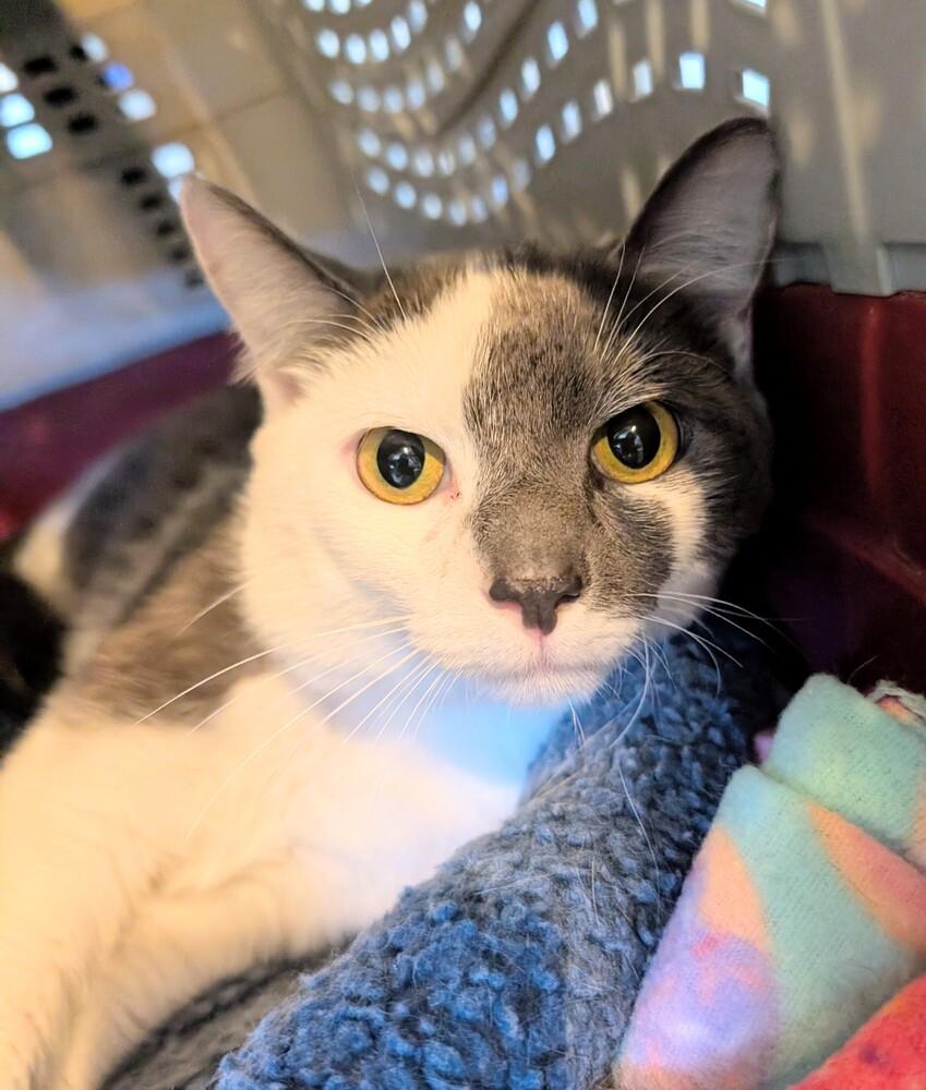Enlarge Mika, a Adoptable Domestic Short Hair in Springdale, PA image 3/6