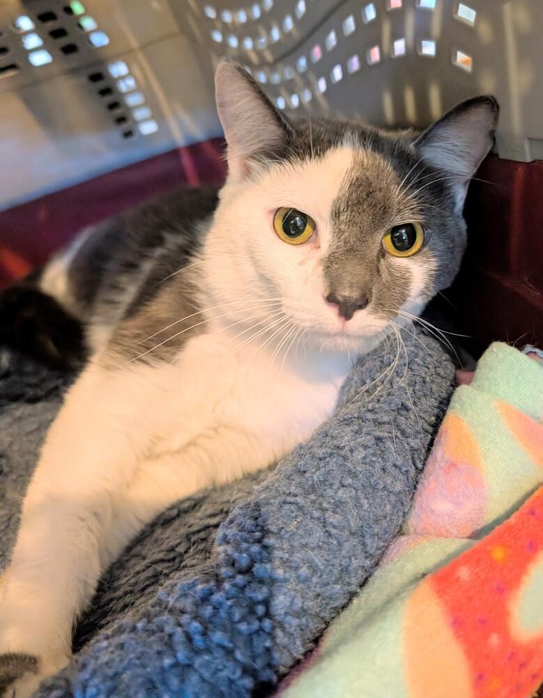Enlarge Mika, a Adoptable Domestic Short Hair in Springdale, PA image 4/6