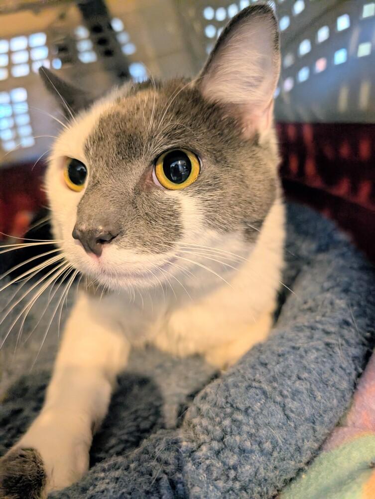 Enlarge Mika, a Adoptable Domestic Short Hair in Springdale, PA image 5/6