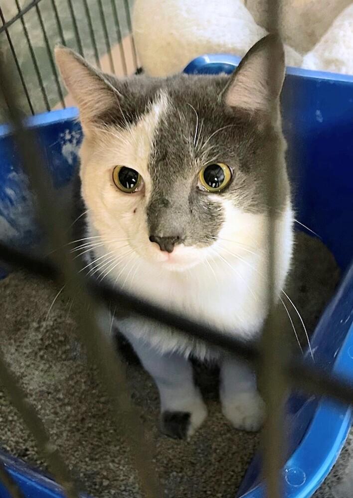 Enlarge Mika, a Adoptable Domestic Short Hair in Springdale, PA image 6/6