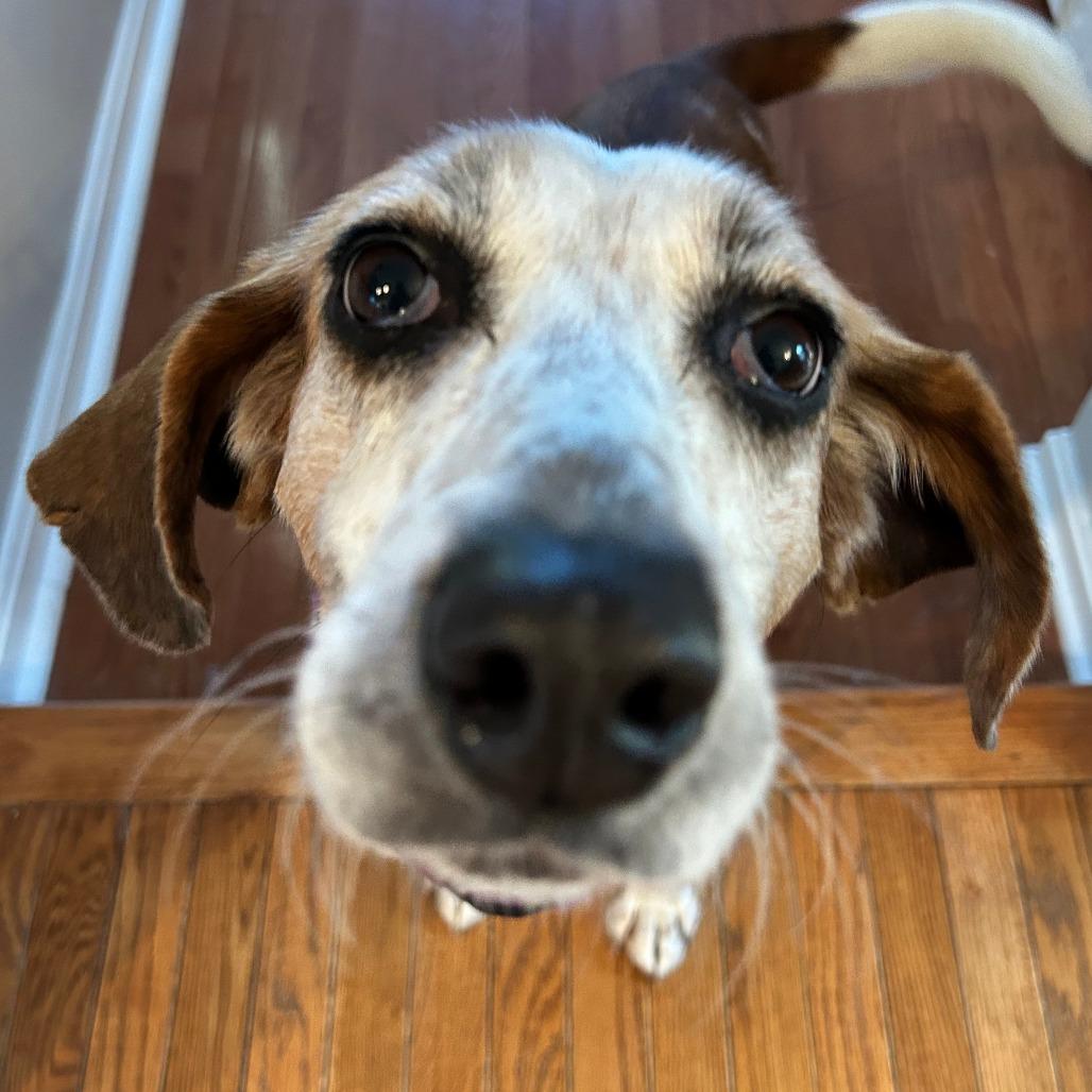 Enlarge Charity, a Adoptable Hound in Fairfax Station, VA image 1/4
