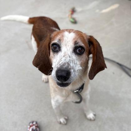 Enlarge Charity, a Adoptable Hound in Fairfax Station, VA image 2/4