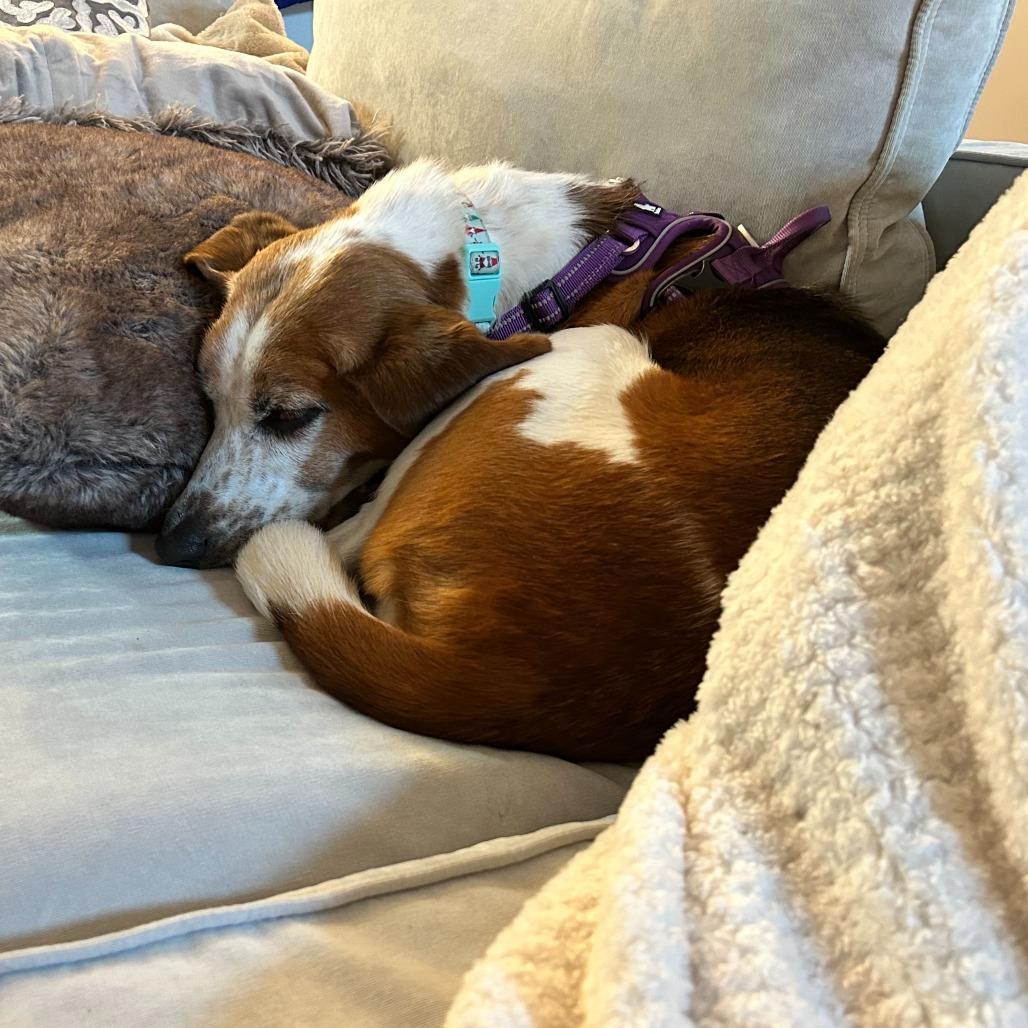 Enlarge Charity, a Adoptable Hound in Fairfax Station, VA image 3/4