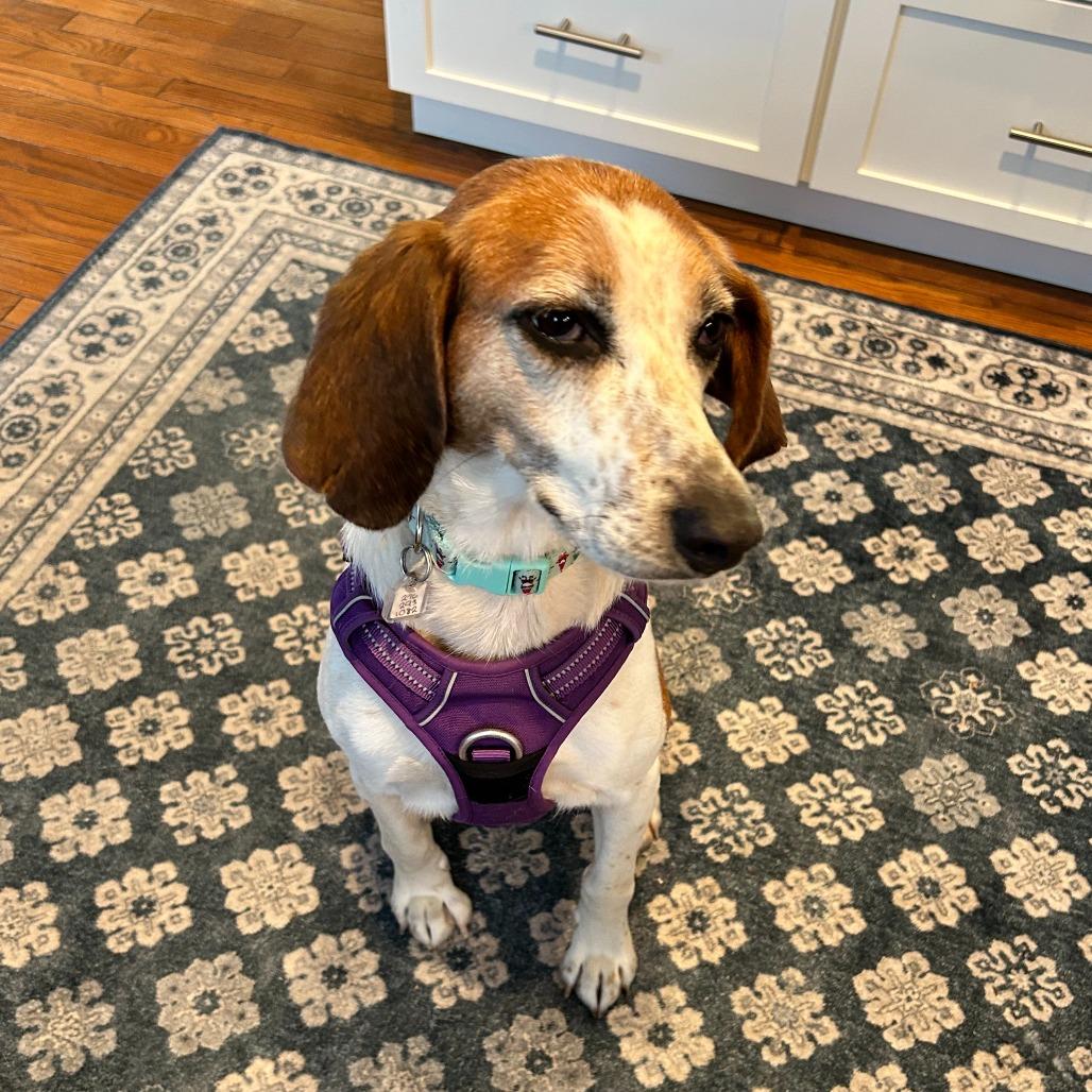 Enlarge Charity, a Adoptable Hound in Fairfax Station, VA image 4/4