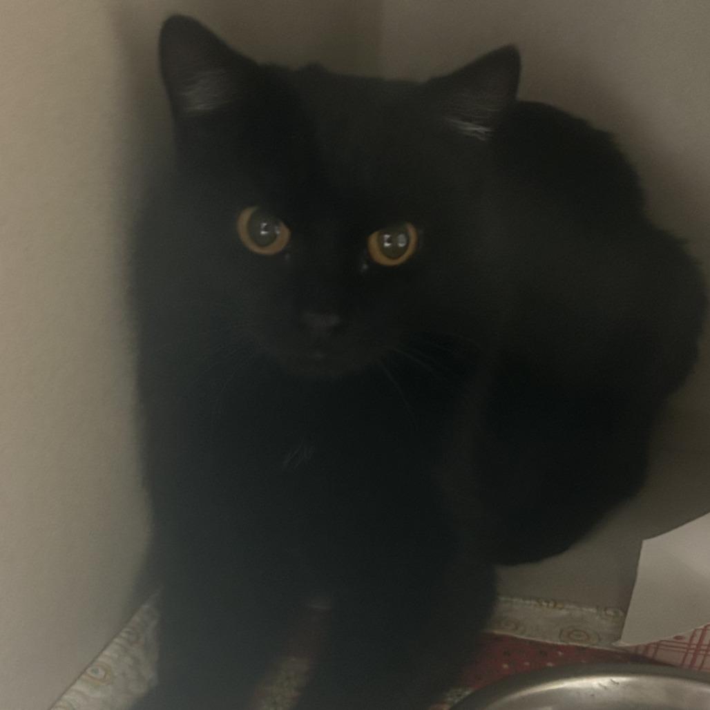 Rudolph, Adoptable, Young Male Domestic Short Hair.