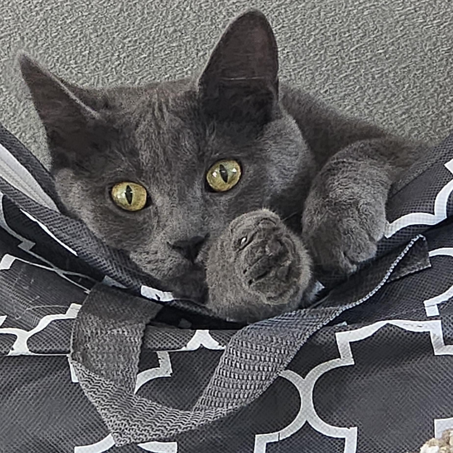 Suede, a ADOPTABLE Domestic Short Hair in Arlington, WA image 1/5