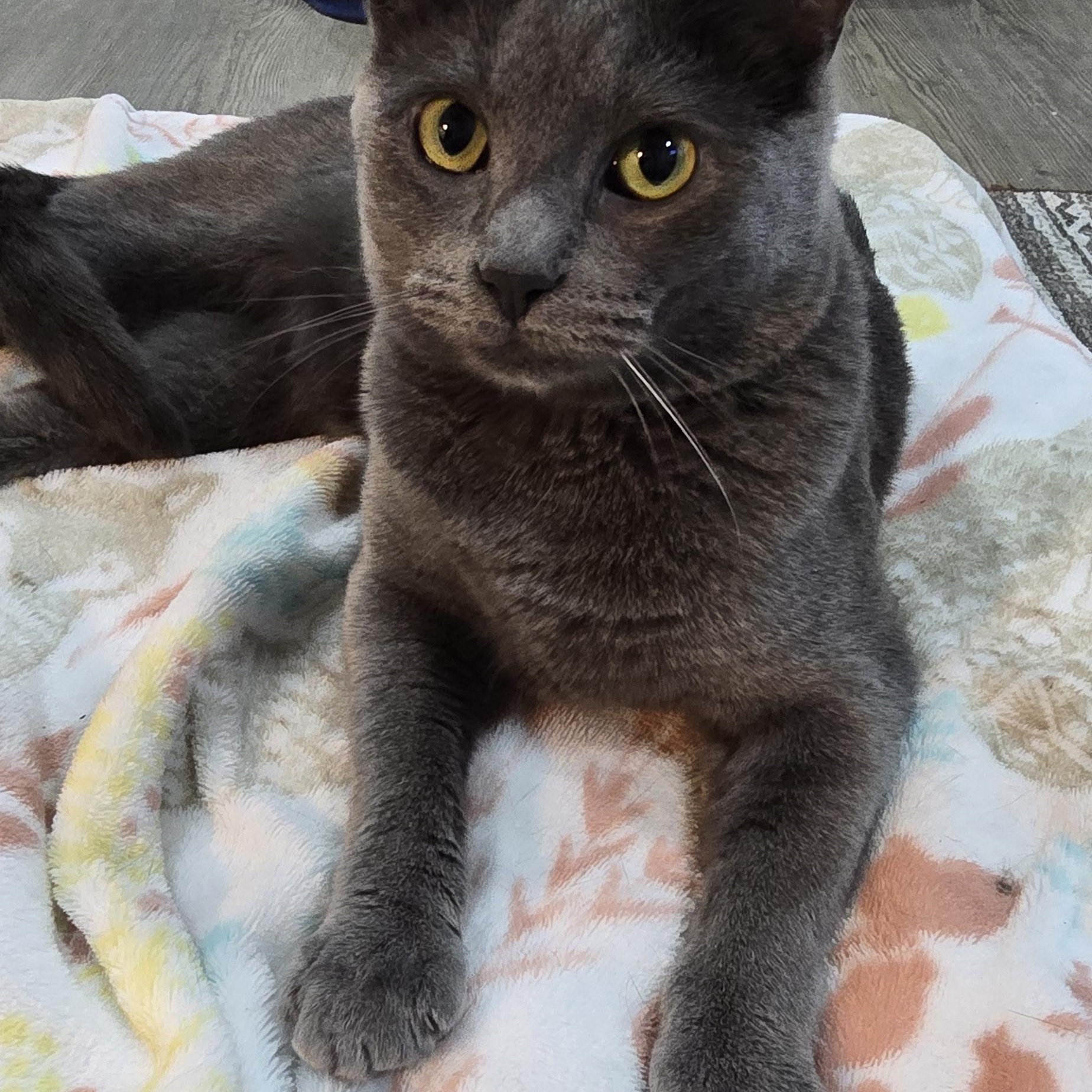 Suede, a ADOPTABLE Domestic Short Hair in Arlington, WA image 6/6