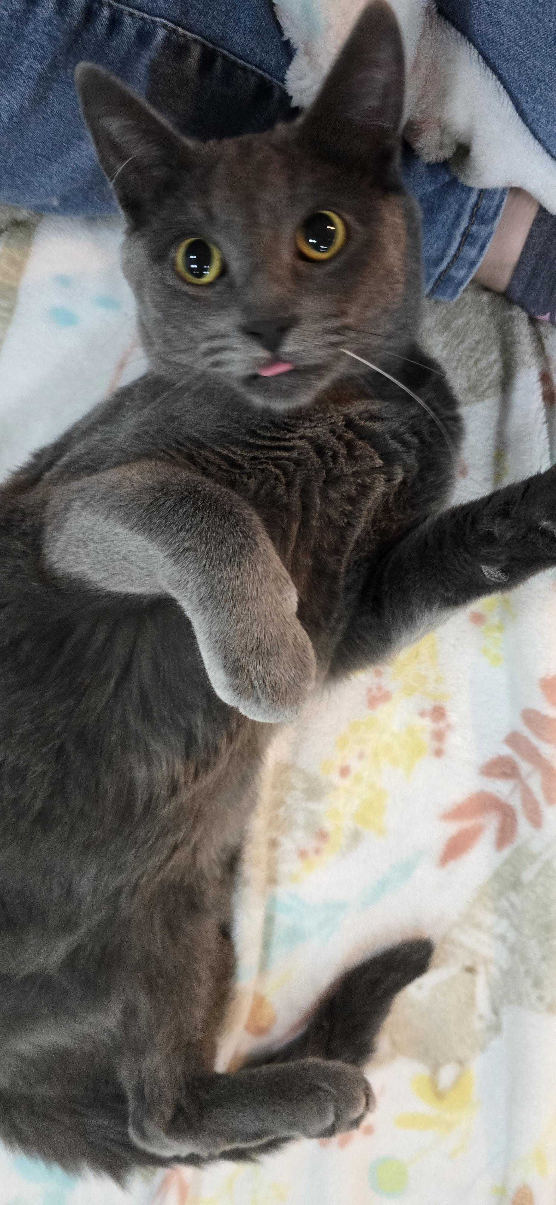 Suede, a ADOPTABLE Domestic Short Hair in Arlington, WA image 2/6