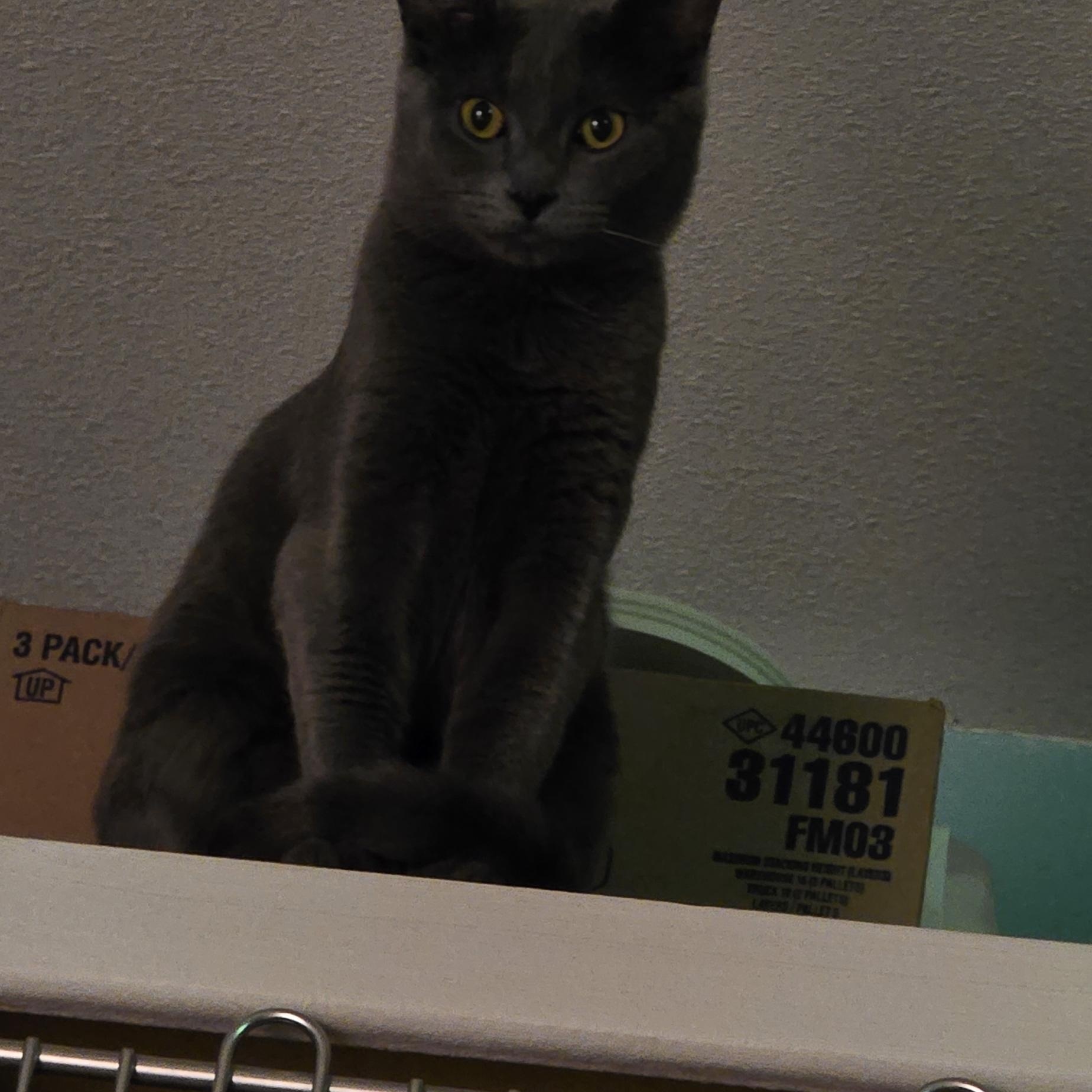 Suede, a ADOPTABLE Domestic Short Hair in Arlington, WA image 4/5