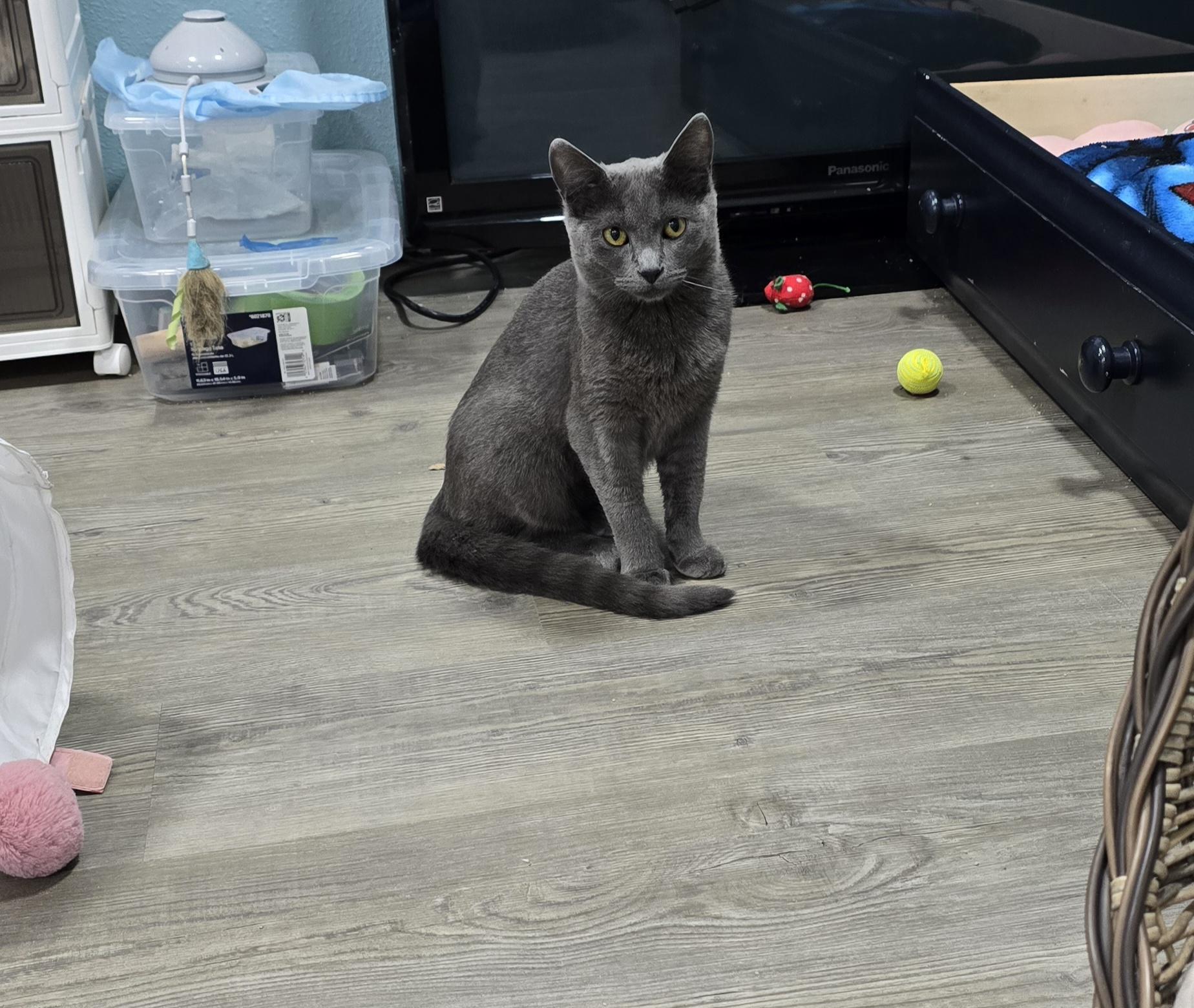 Suede, a ADOPTABLE Domestic Short Hair in Arlington, WA image 2/5