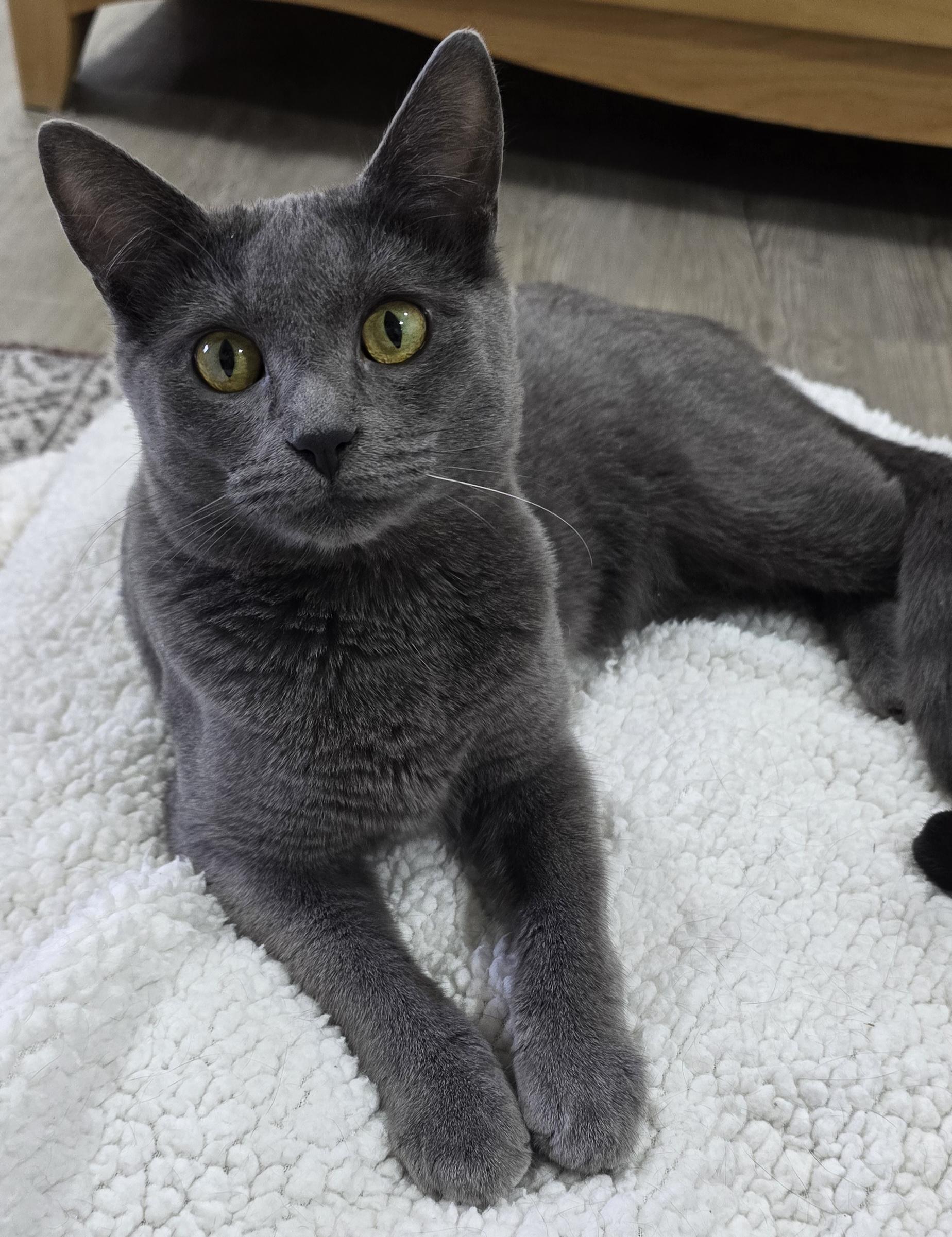 Suede, ADOPTABLE, Young Female Domestic Short Hair.
