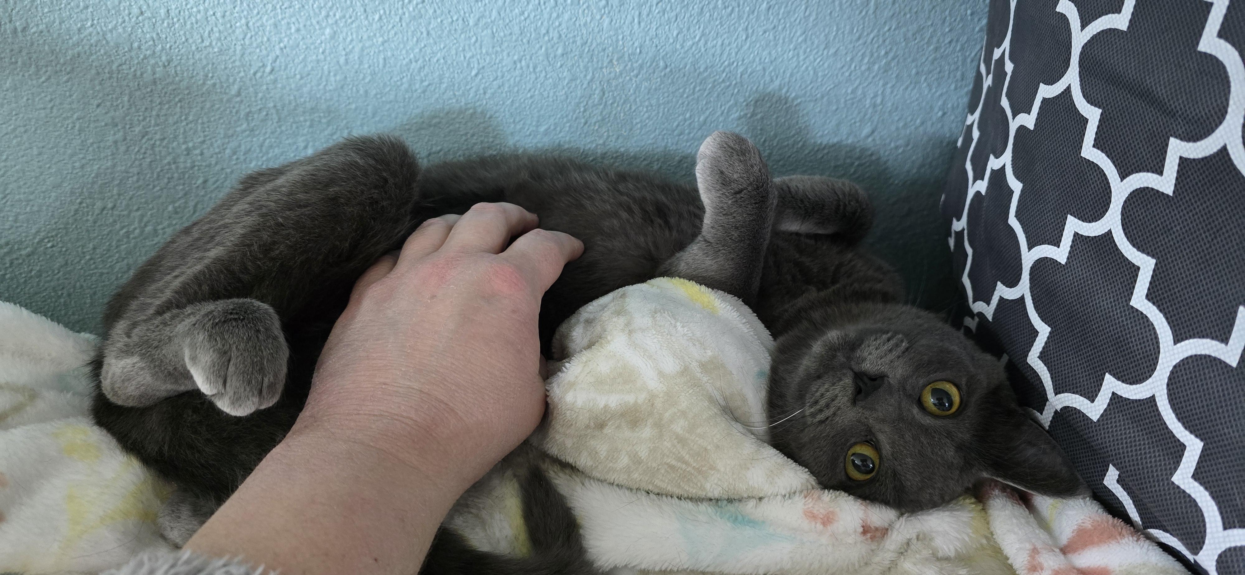 Suede, a ADOPTABLE Domestic Short Hair in Arlington, WA image 3/5