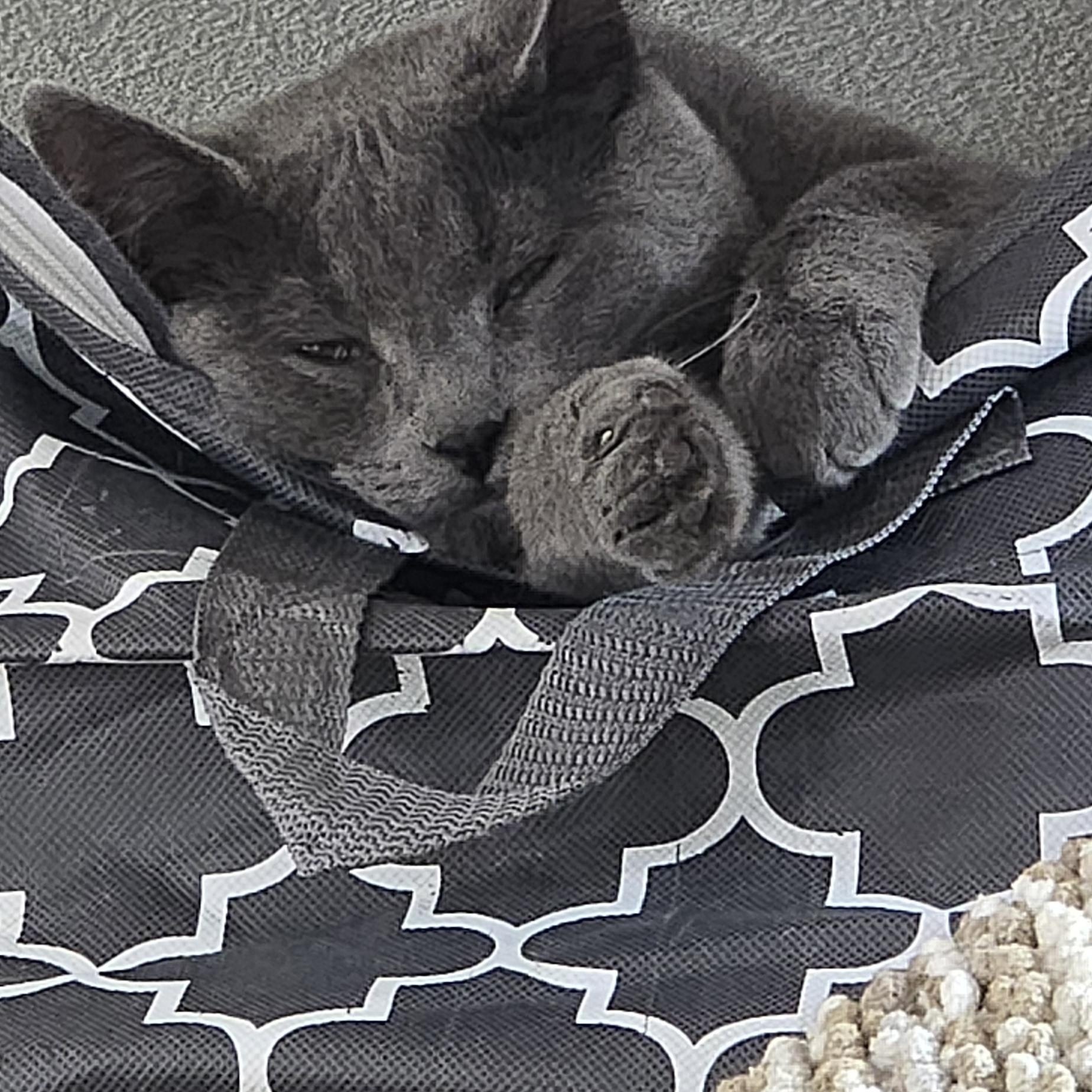 Suede, a ADOPTABLE Domestic Short Hair in Arlington, WA image 5/5