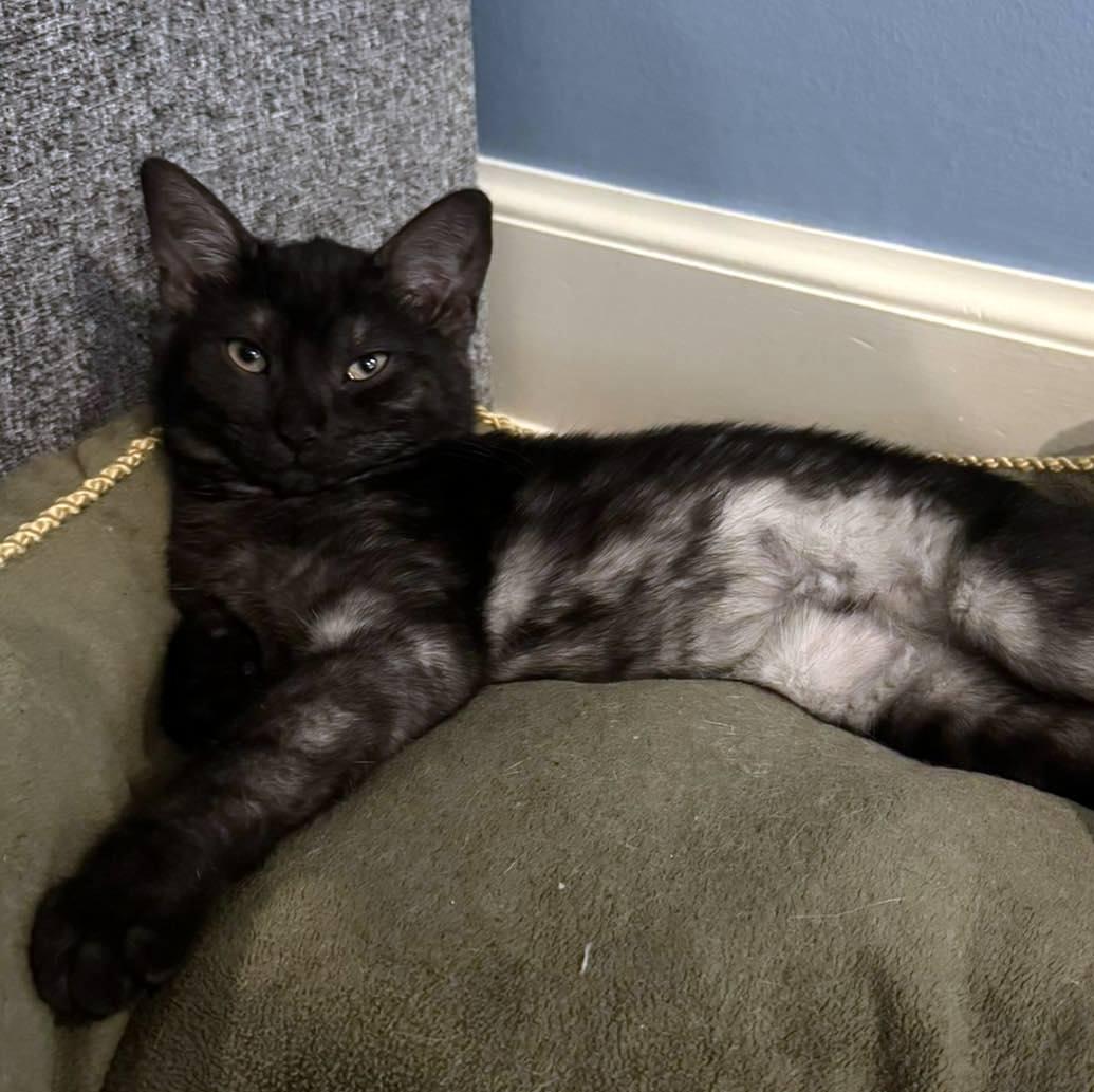 Enlarge Winnie, an adopted Domestic Short Hair in Pittsburgh, PA image 4/4