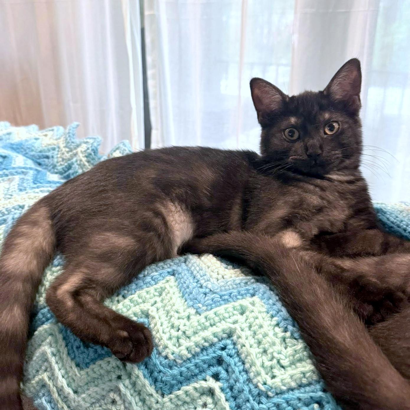 Enlarge Winnie, an adopted Domestic Short Hair in Pittsburgh, PA image 3/4