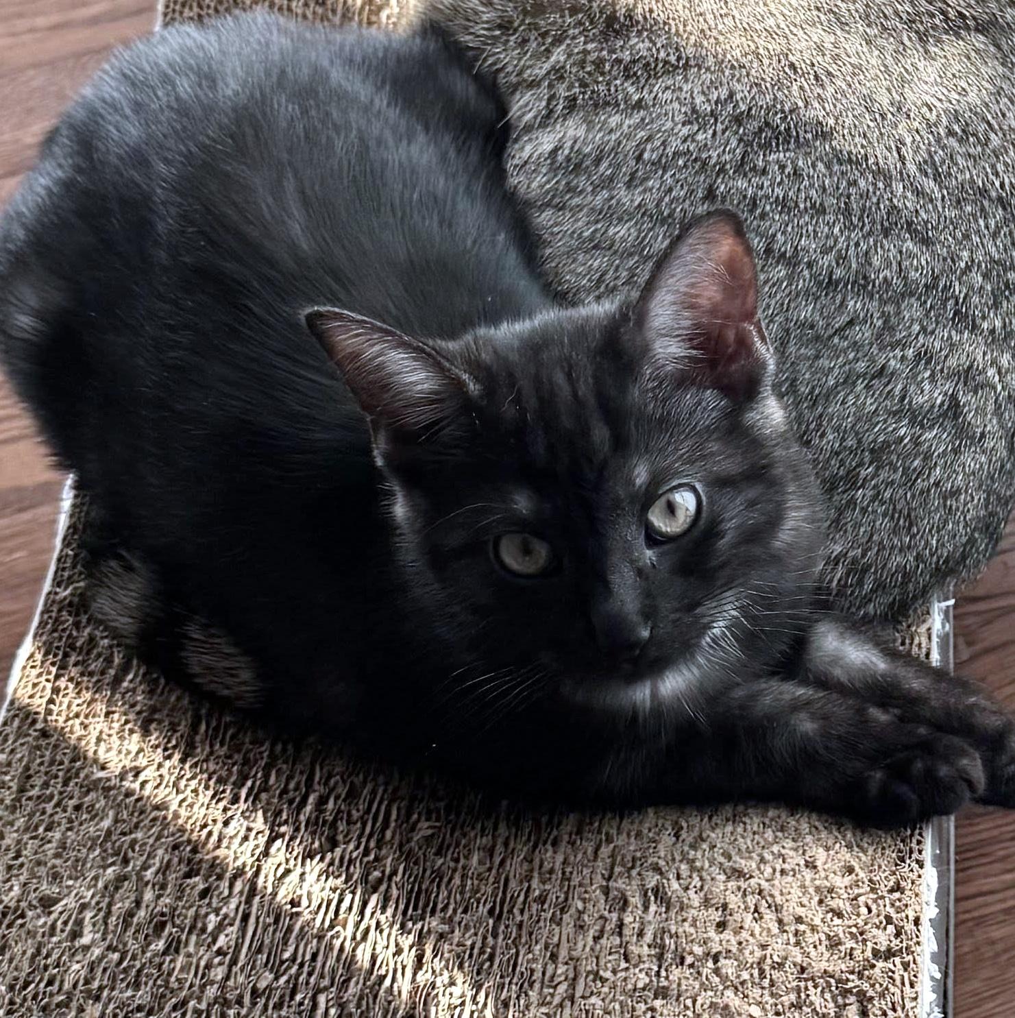 Enlarge Winnie, an adopted Domestic Short Hair in Pittsburgh, PA image 2/4