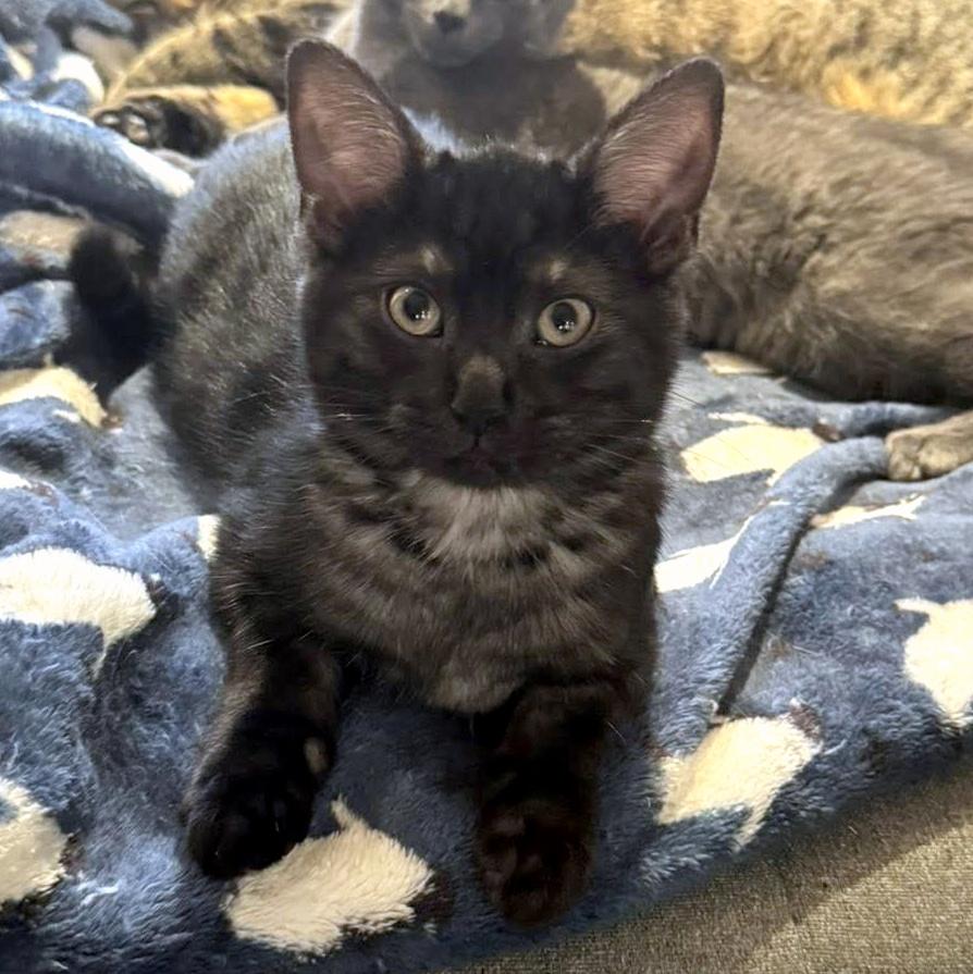Enlarge Winnie, an adopted Domestic Short Hair in Pittsburgh, PA image 1/4