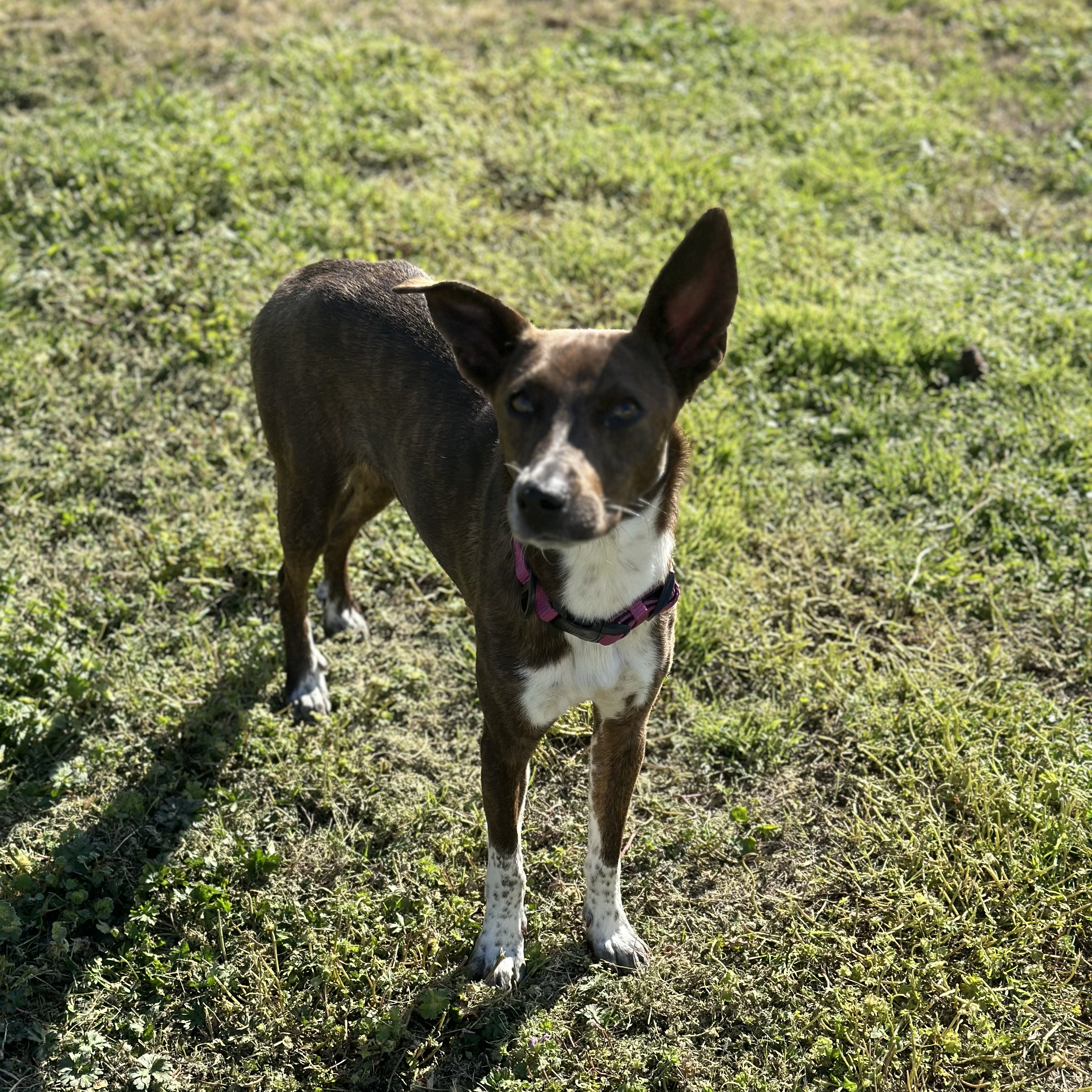 Hazel, a Adoptable mixed breed in Bixby, OK image 1/3