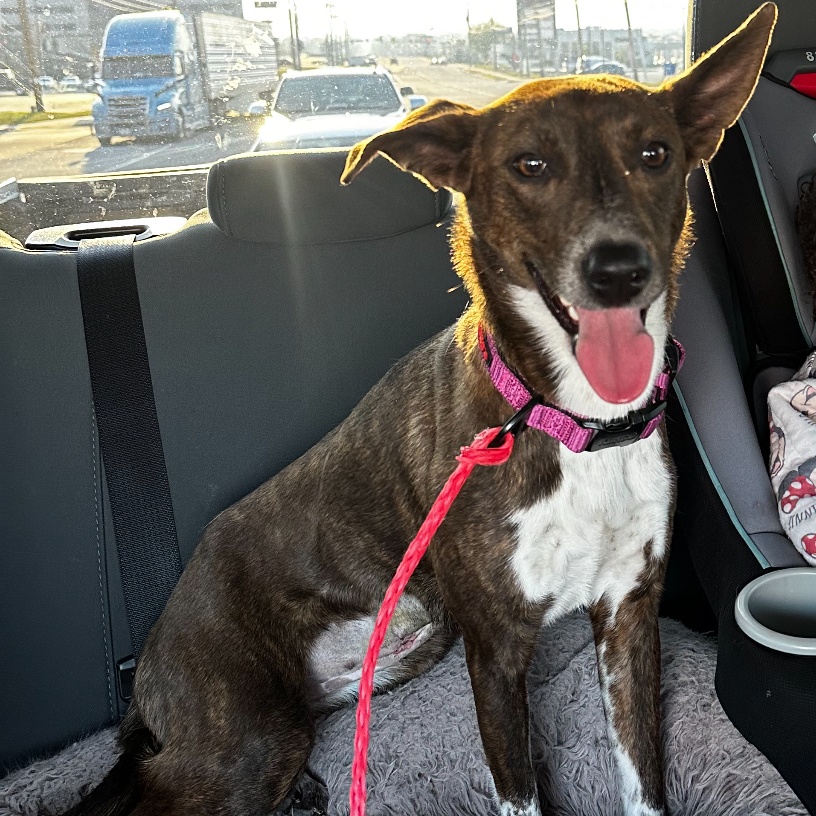 Hazel, a Adoptable mixed breed in Bixby, OK image 2/3