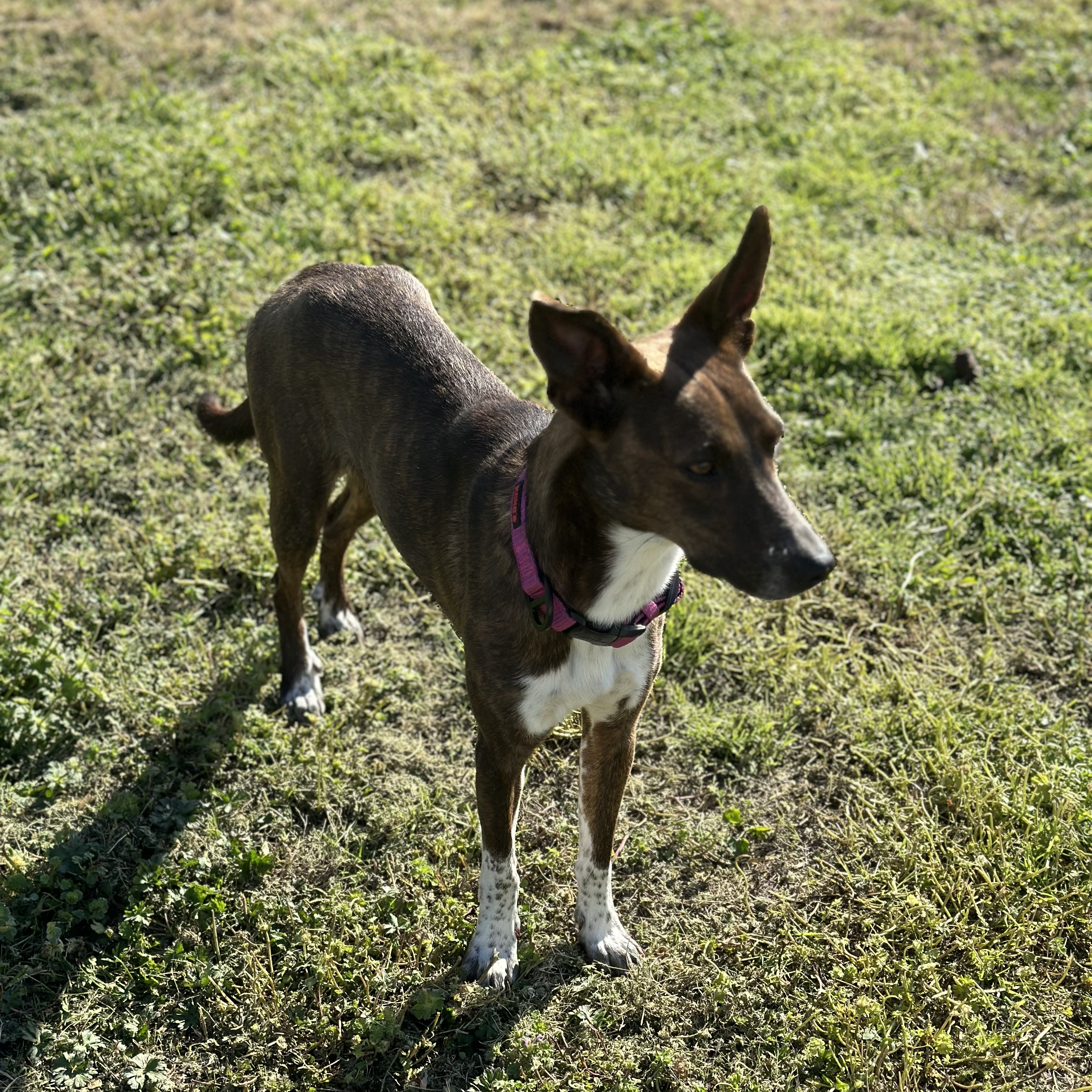 Hazel, a Adoptable mixed breed in Bixby, OK image 3/3