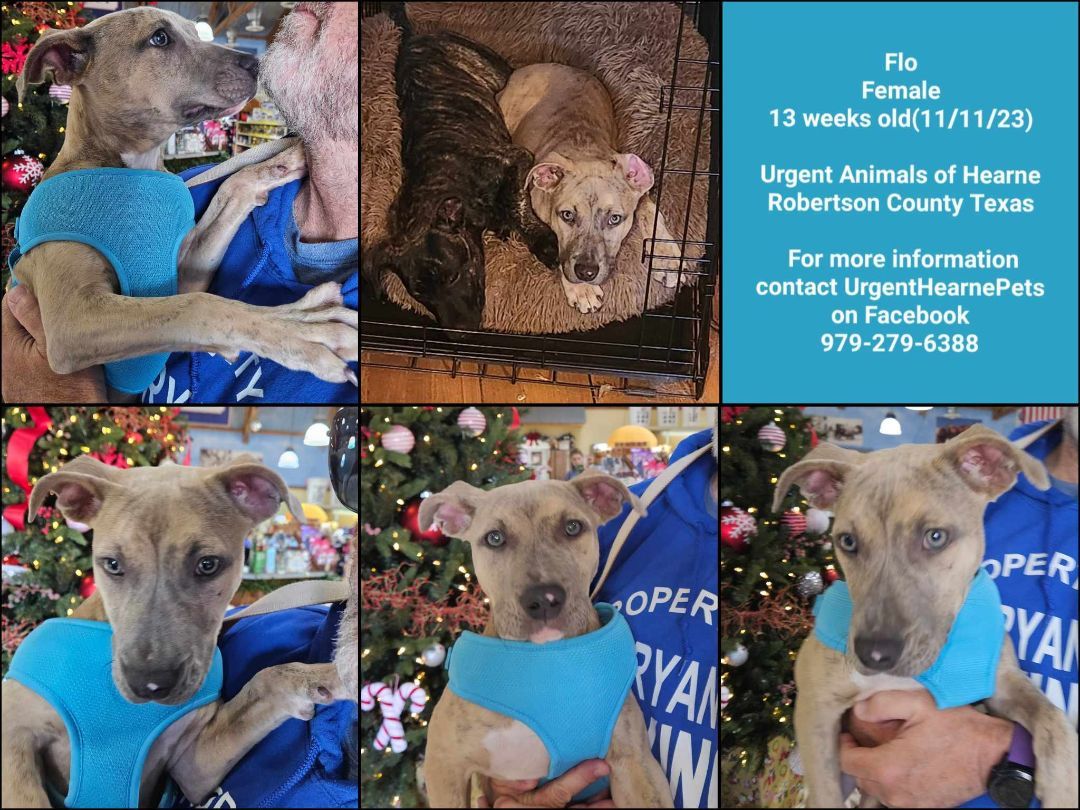 Flo, Adopted, Puppy Female Mixed Breed.