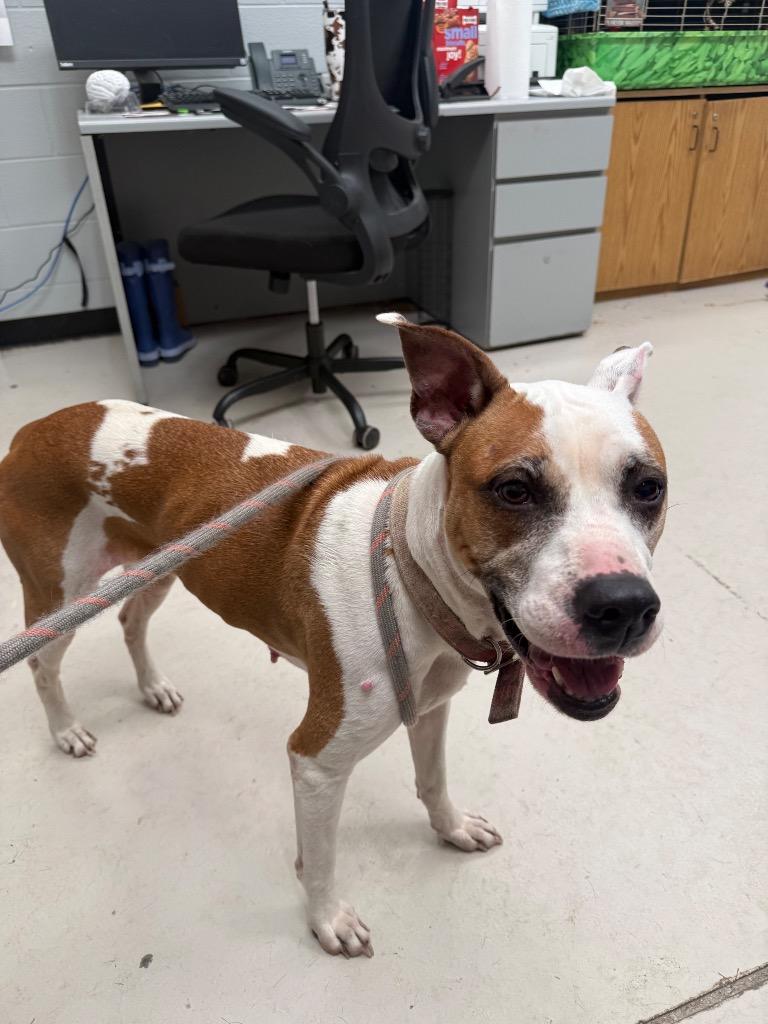 Elsa, Adoptable, Adult Female Hound.