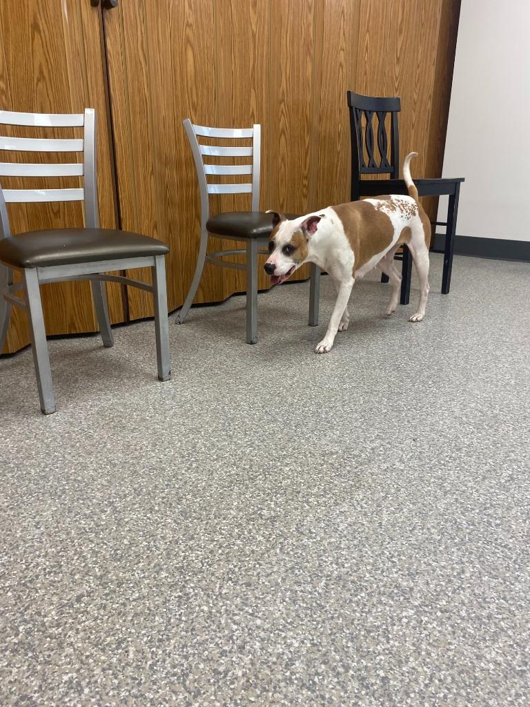 Enlarge Elsa, a Adoptable Hound in Findlay, OH image 2/4