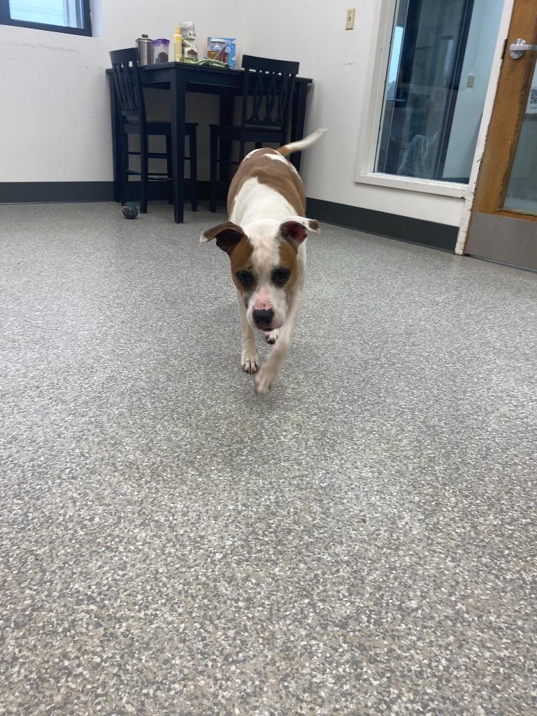 Enlarge Elsa, a Adoptable Hound in Findlay, OH image 4/4