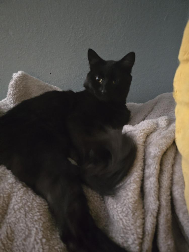 Aiden, Adoptable, Adult Male Domestic Medium Hair.