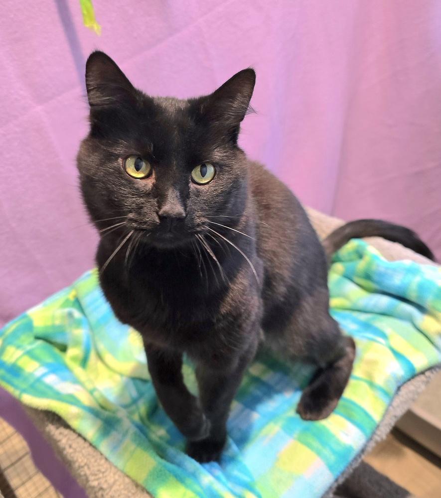 Enlarge Aiden, a Adoptable mixed breed in Vancouver, WA image 2/3