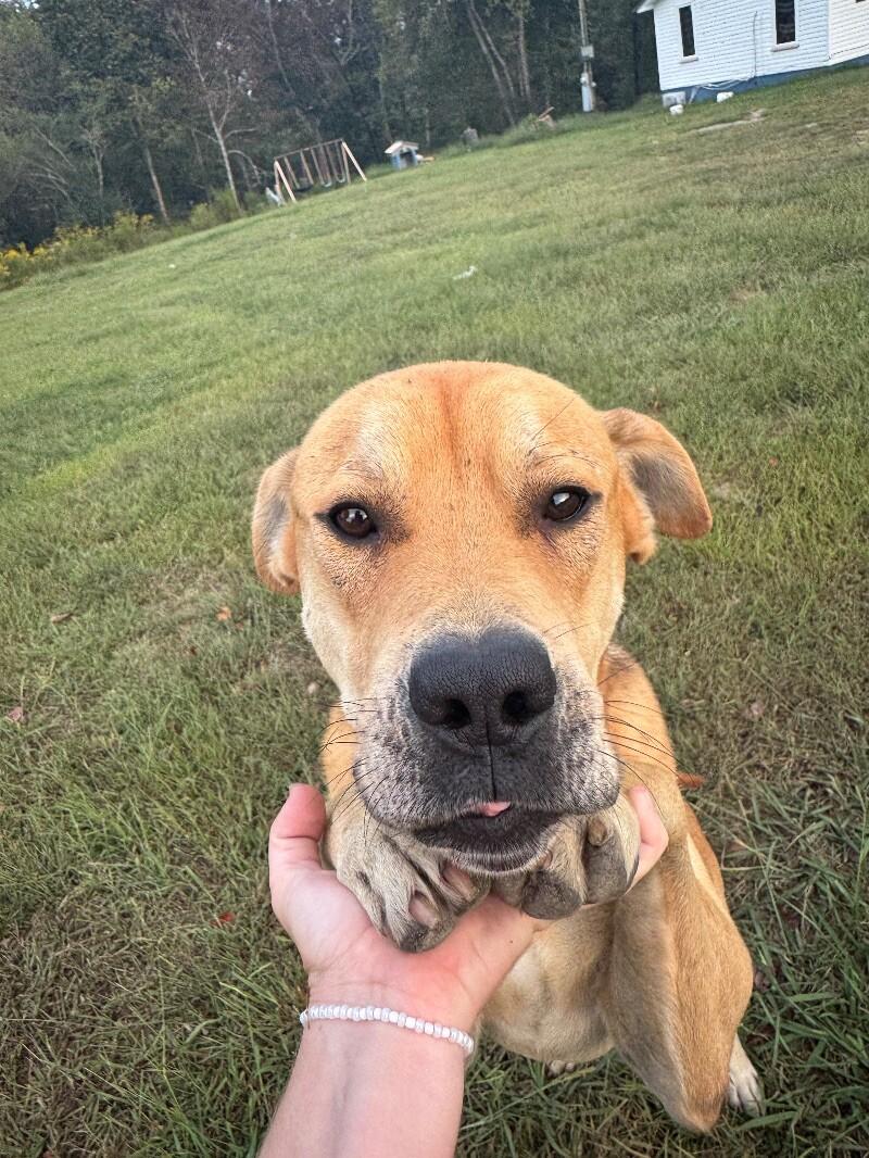 Waylon HW+, Adoptable, Adult Male Yellow Labrador Retriever.