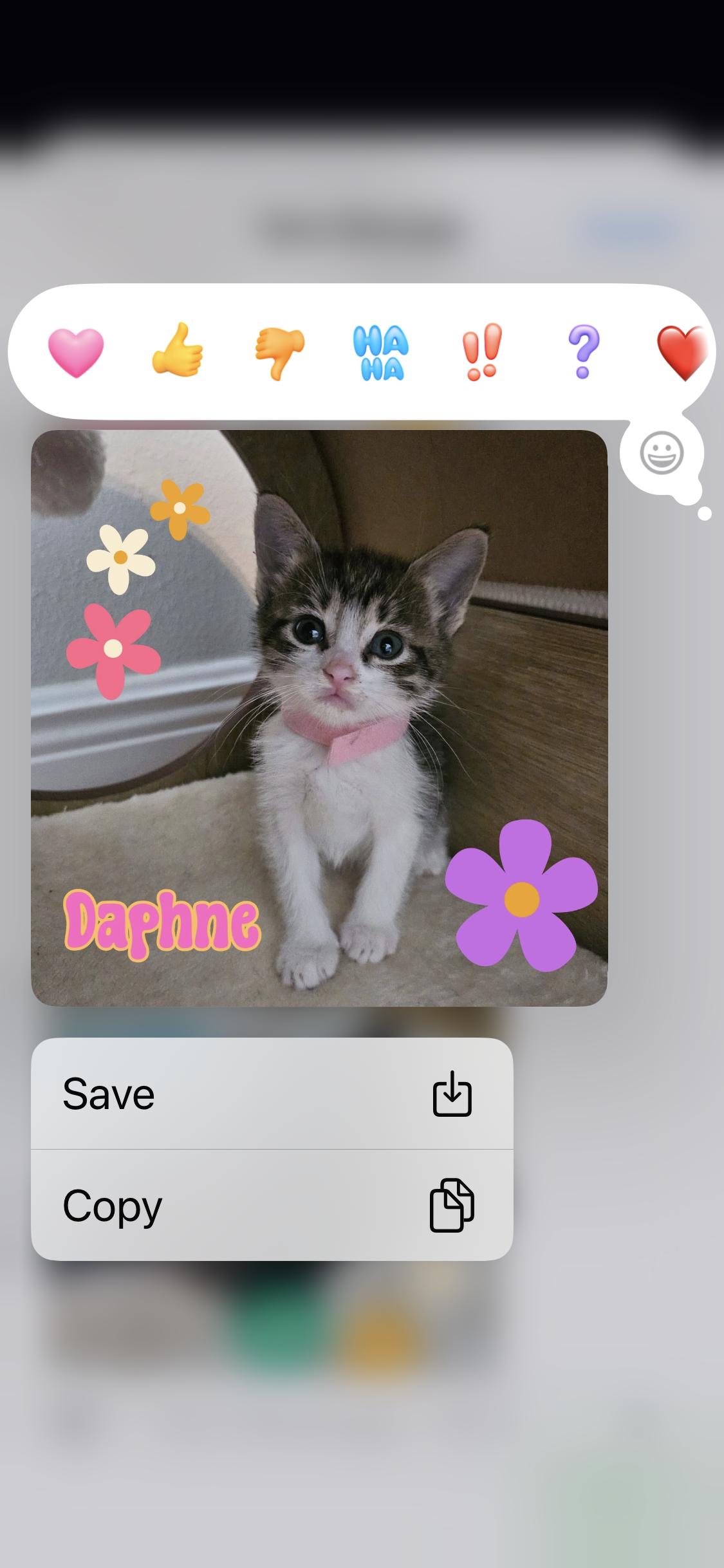 Daphne, Adoptable, Kitten Female Domestic Short Hair.