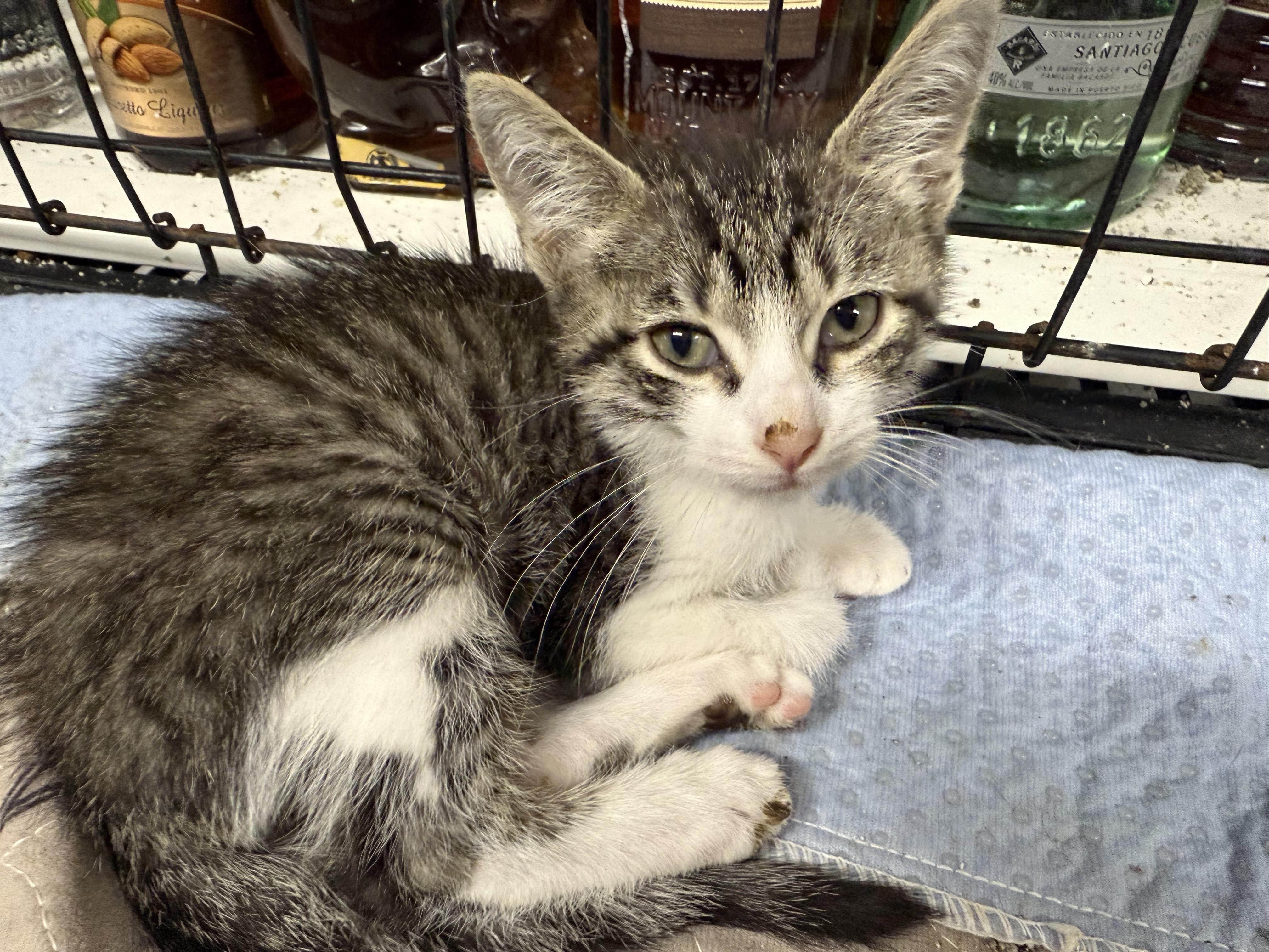 Enlarge Daphne, a Adoptable Domestic Short Hair in New Port Richey, FL image 3/3