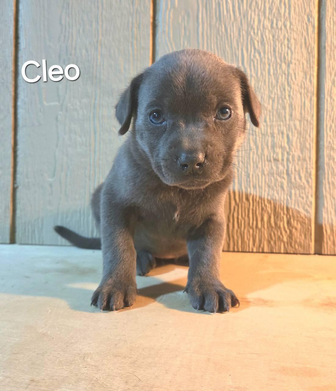 Cleo, adoptable, Puppy Female Labrador Retriever & Hound.