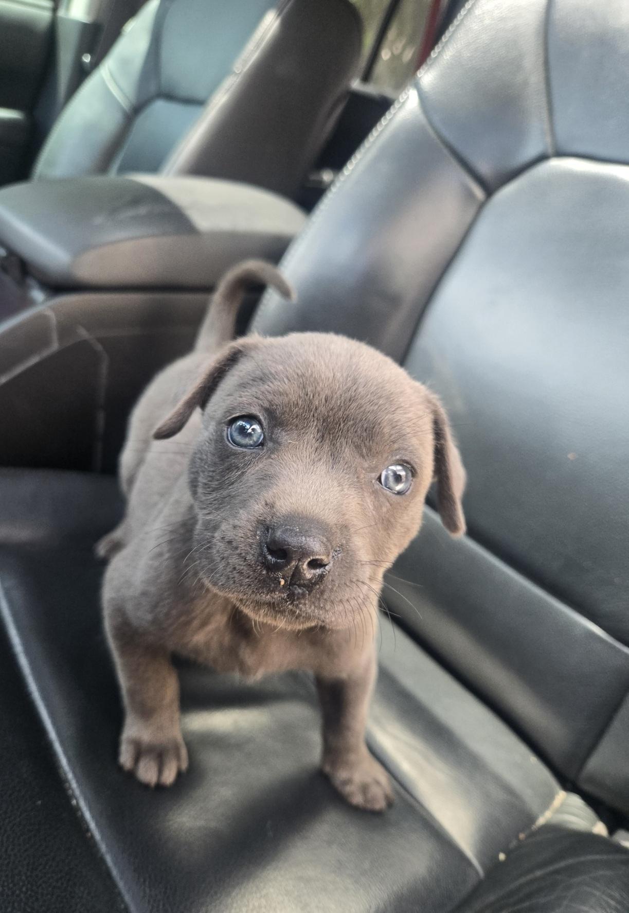 Enlarge Cleo, an adoptable mixed breed in Orlando, FL image 2/5