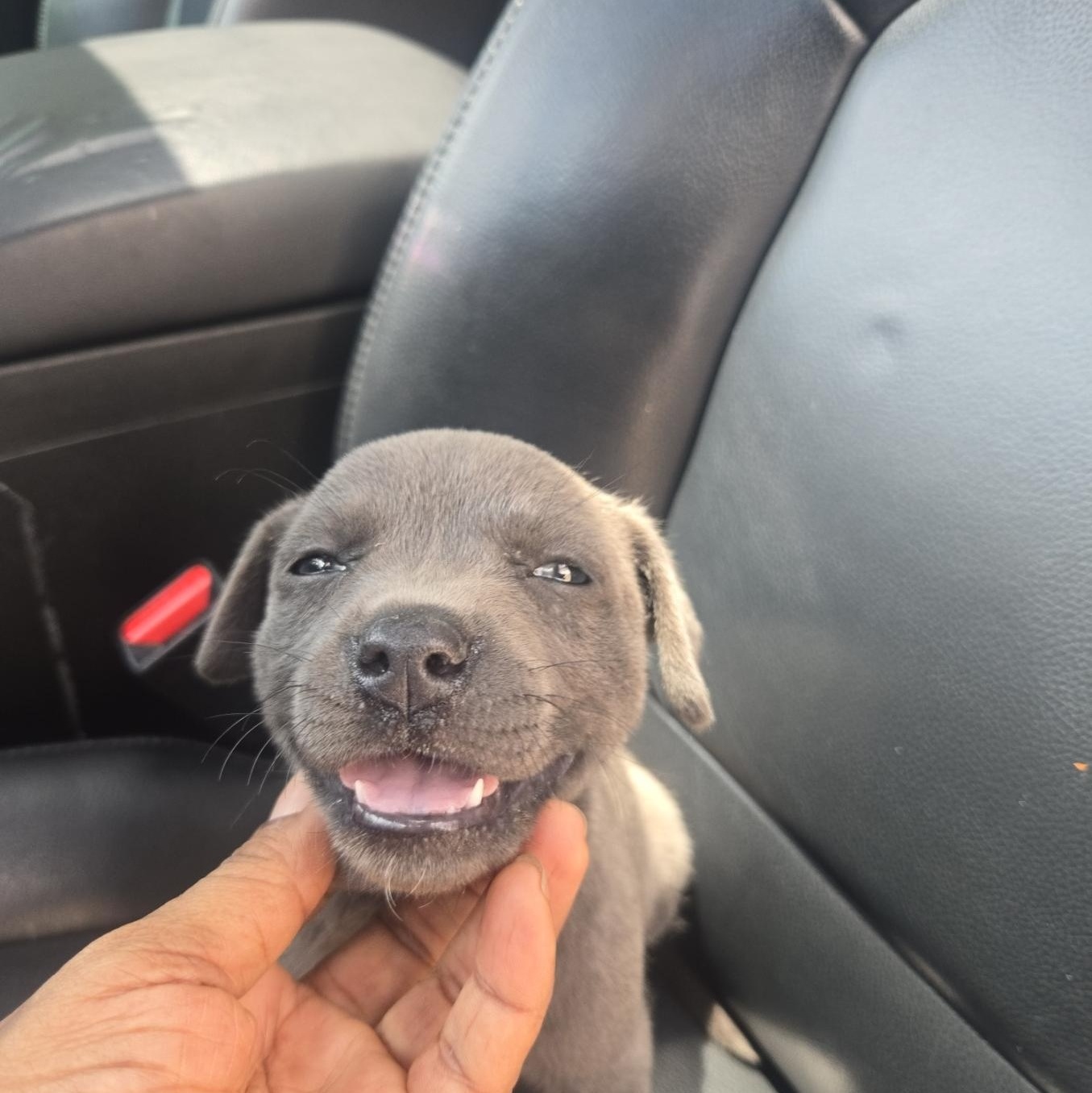 Enlarge Cleo, an adoptable mixed breed in Orlando, FL image 5/5