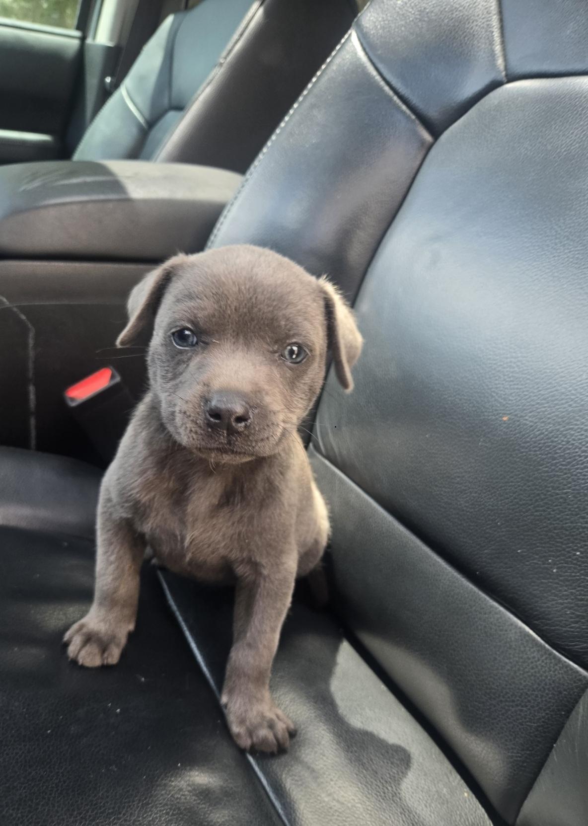 Enlarge Cleo, an adoptable mixed breed in Orlando, FL image 4/5