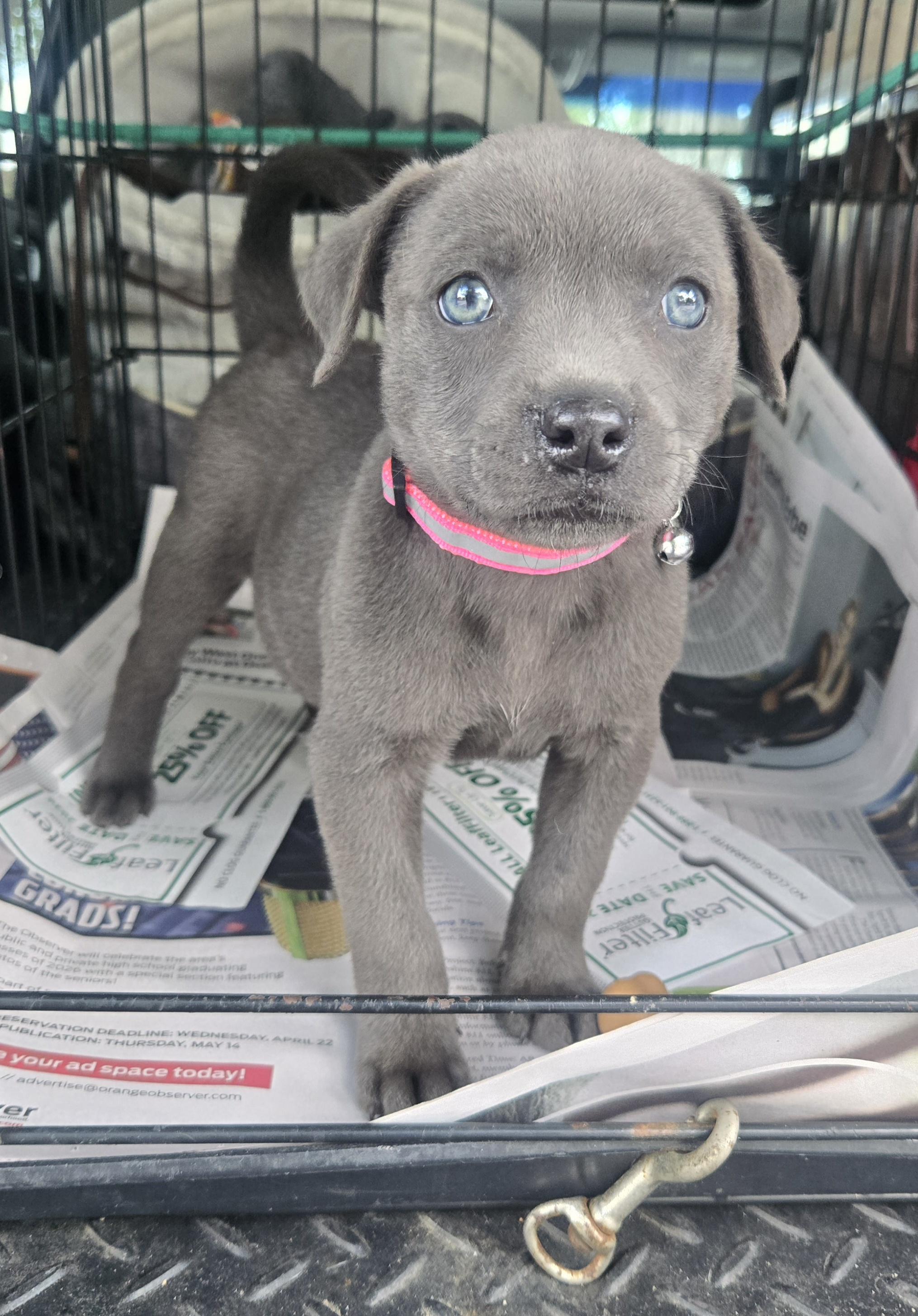 Cleo, adopted, Puppy Female Labrador Retriever & Hound.