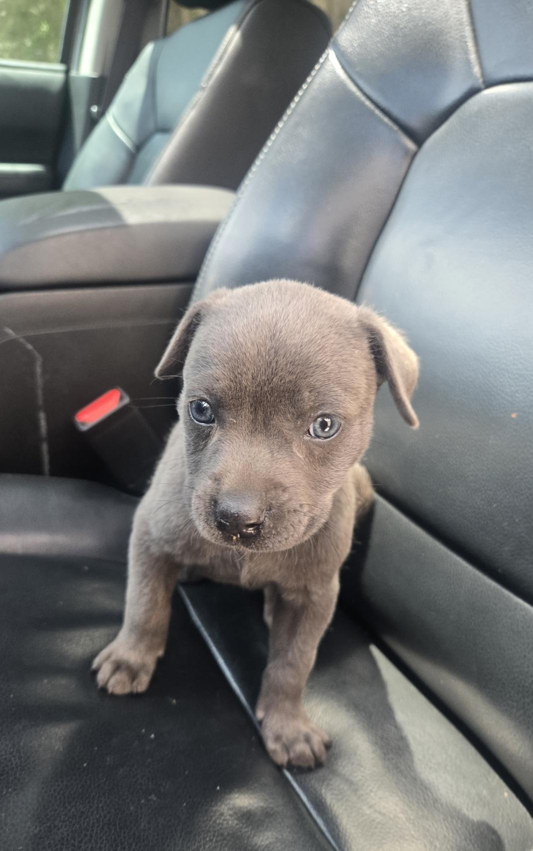 Enlarge Cleo, an adoptable mixed breed in Orlando, FL image 3/5