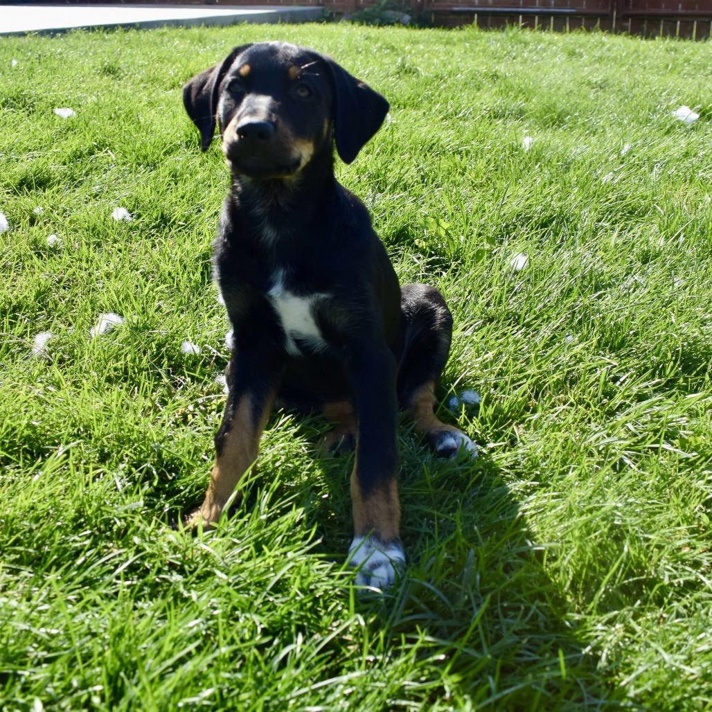 Poppy, Adoptable, Puppy Female Border Collie & Doberman Pinscher.