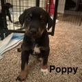 Enlarge Poppy, a Adoptable mixed breed in West Richland, WA image 2/6