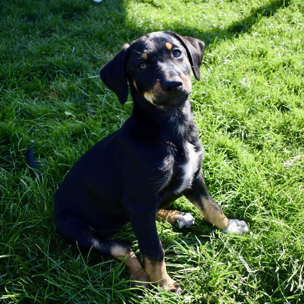 Enlarge Poppy, a Adoptable mixed breed in West Richland, WA image 3/6