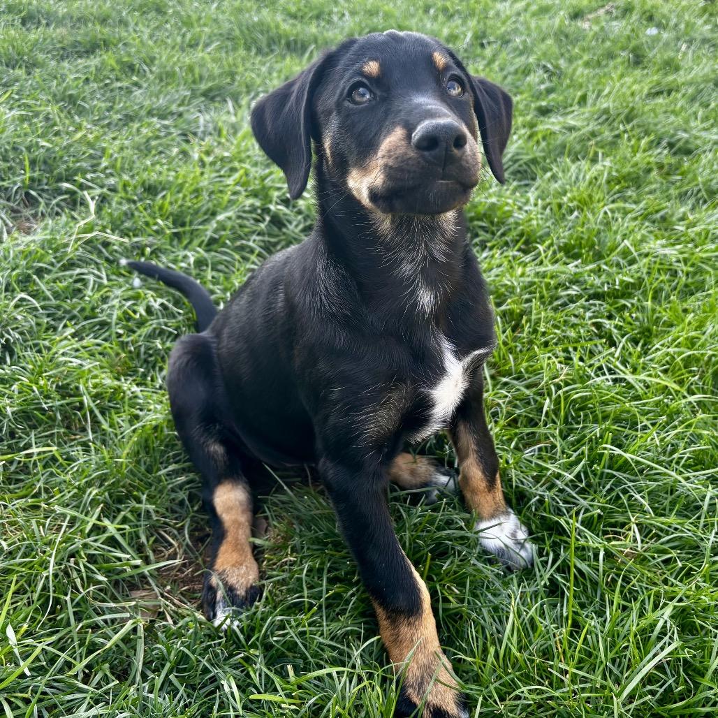 Enlarge Poppy, a Adoptable mixed breed in West Richland, WA image 5/6