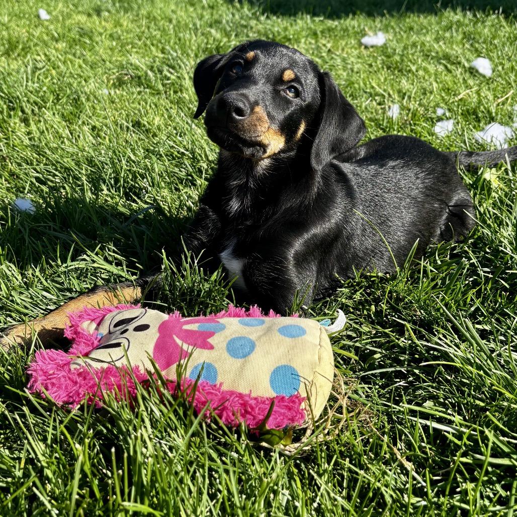 Enlarge Poppy, a Adoptable mixed breed in West Richland, WA image 6/6