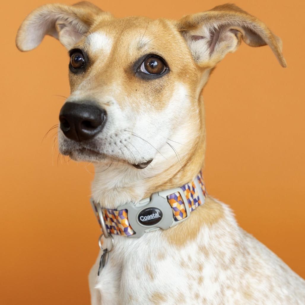 Enlarge Harper, a Adoptable Mixed Breed in Southside, TN image 2/5