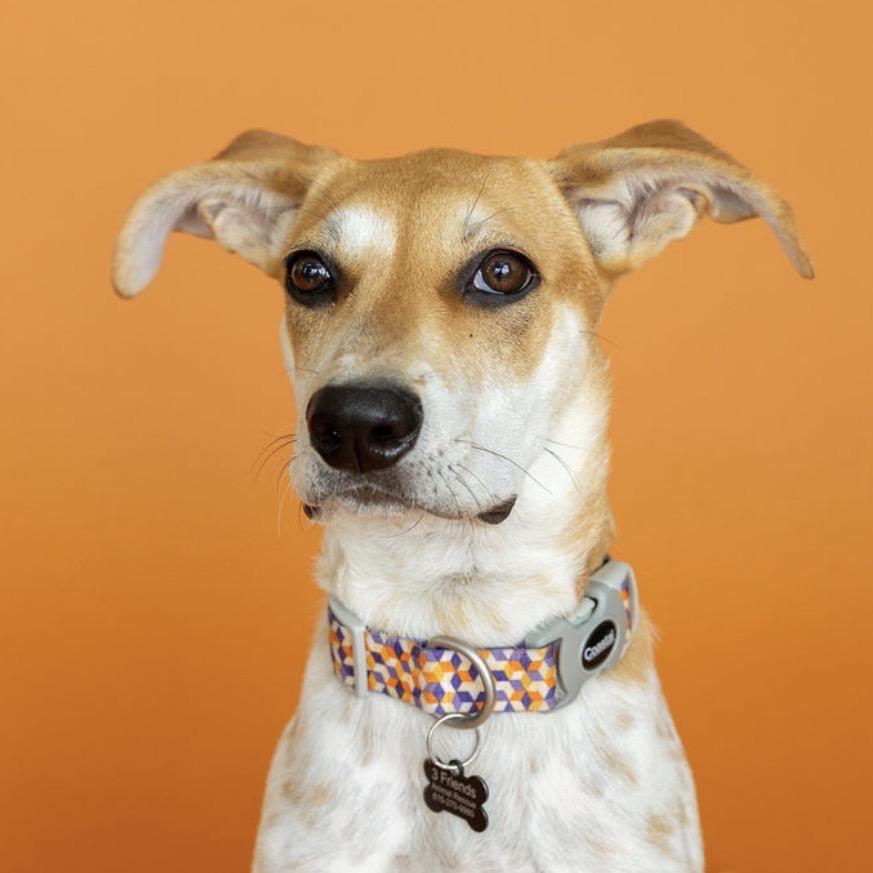 Enlarge Harper, a Adoptable Mixed Breed in Southside, TN image 3/5
