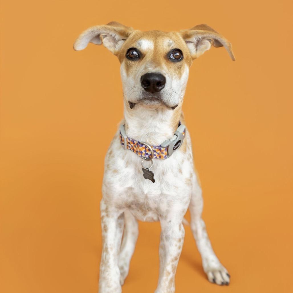 Enlarge Harper, a Adoptable Mixed Breed in Southside, TN image 4/5
